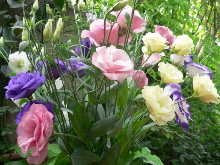 eustoma