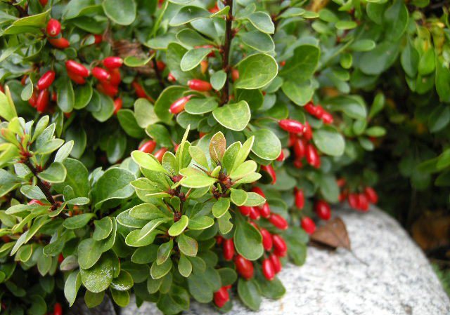 barberry