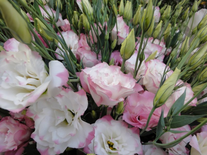 eustoma