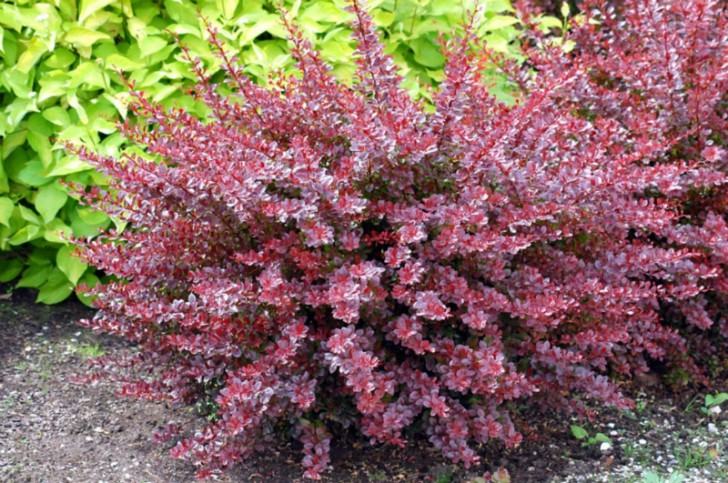 barberry