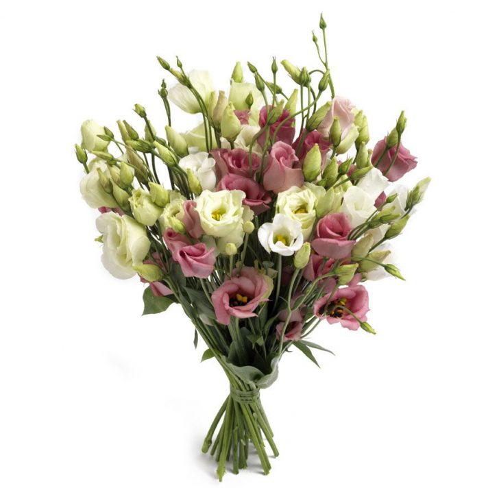 eustoma