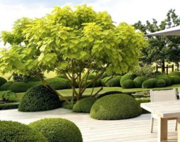 Arbustes dans votre jardin