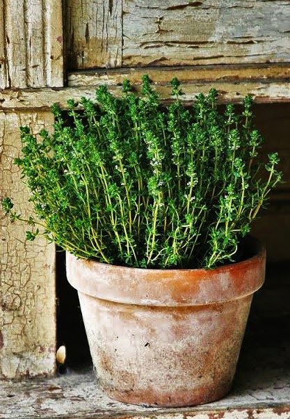 thyme