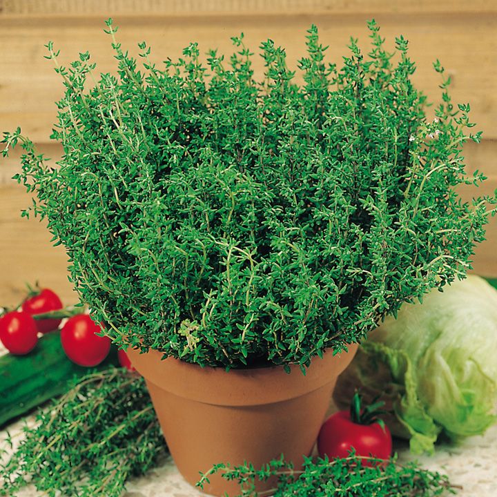 thyme