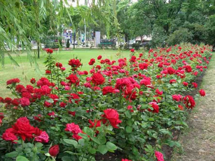 arbustes pour le jardin