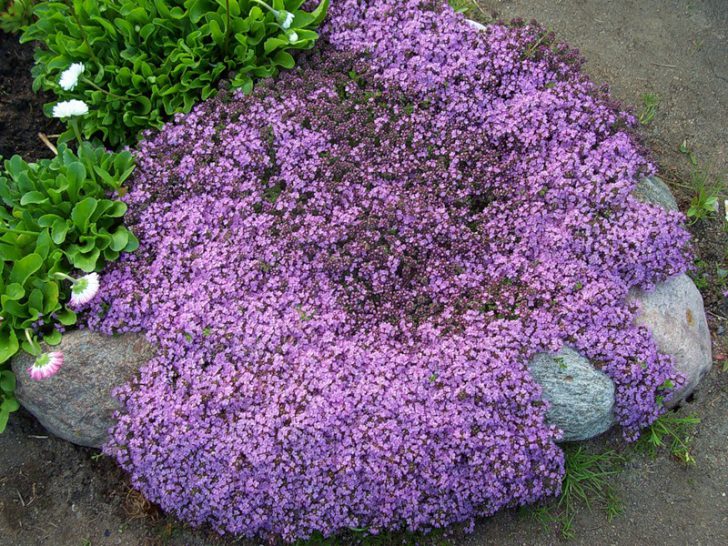 thyme