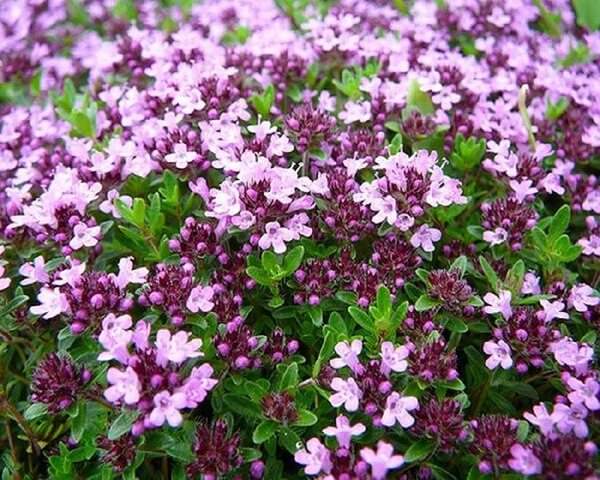 thyme