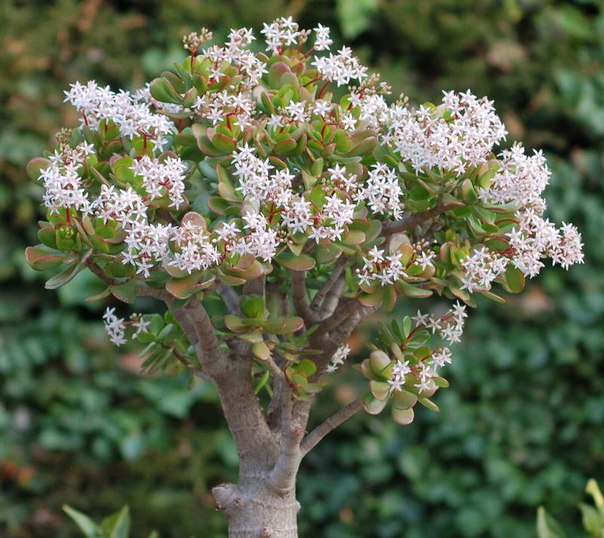 Arbre d'argent