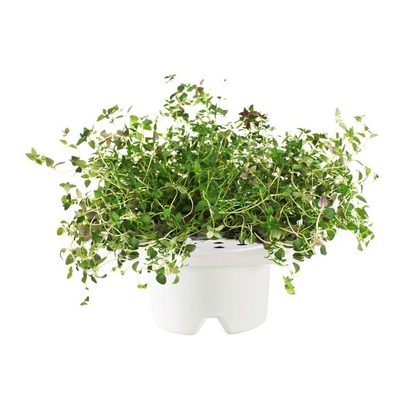 thyme