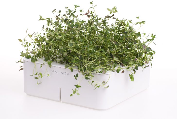 thyme