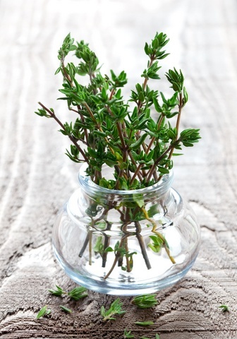 thyme