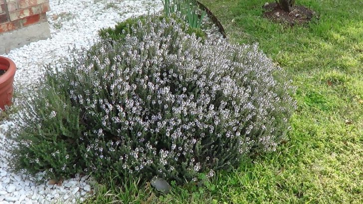 thyme