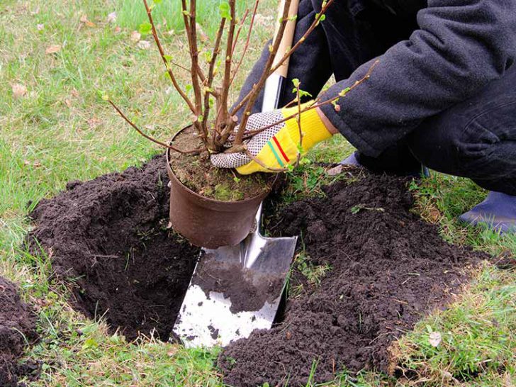 arbustes pour le jardin