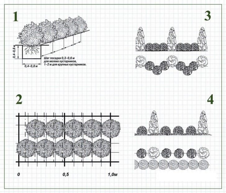 arbustes pour le jardin