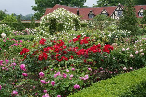 do-it-yourself front garden