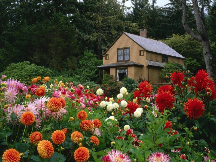 do-it-yourself front garden