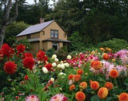 Dahlias à leur chalet d'été