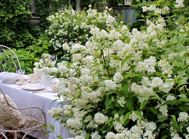 puting bulaklak para sa hardin