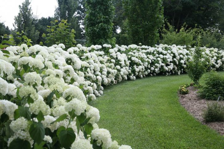 mga puno at shrub sa tabi ng bakod at mga daanan