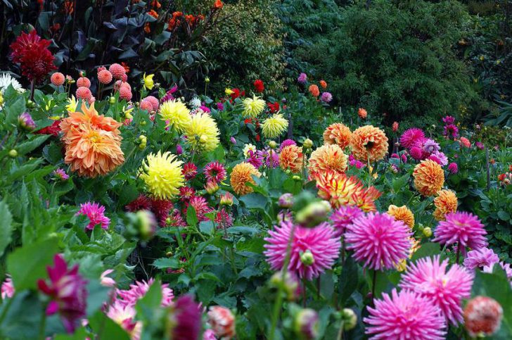 dahlias sa bansa