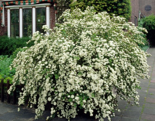 puting bulaklak para sa hardin