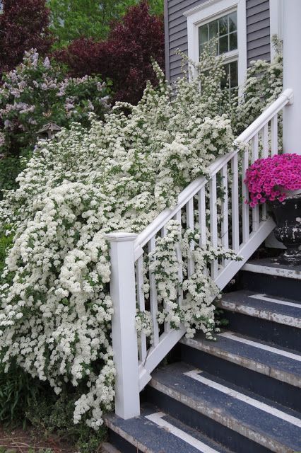 puting bulaklak para sa hardin