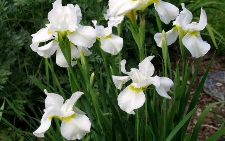 puting bulaklak para sa hardin