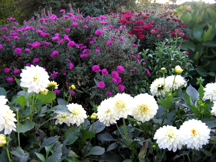 puting bulaklak para sa hardin