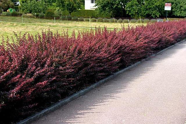 mga puno at shrub sa tabi ng bakod at mga daanan