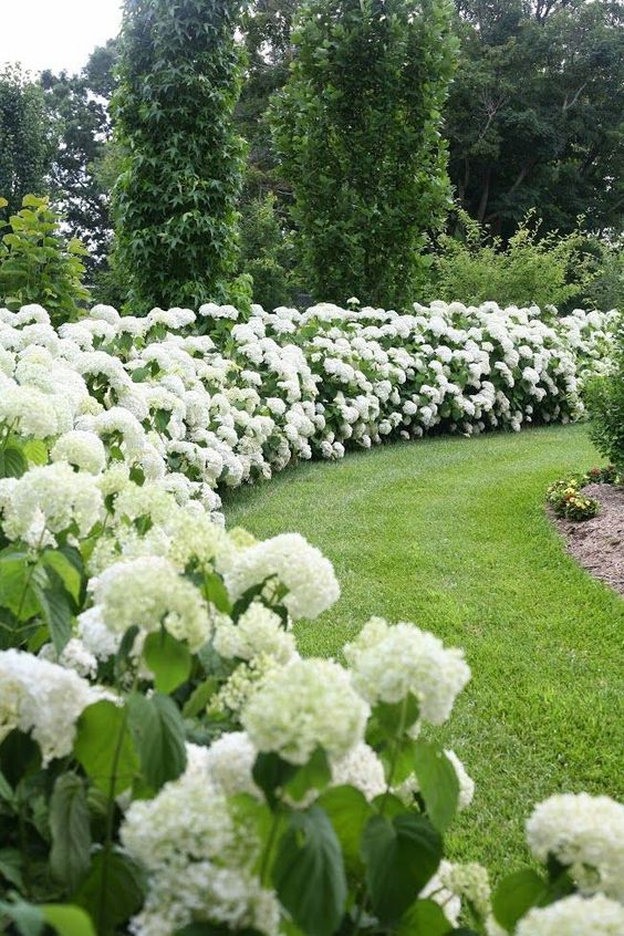 puting bulaklak para sa hardin