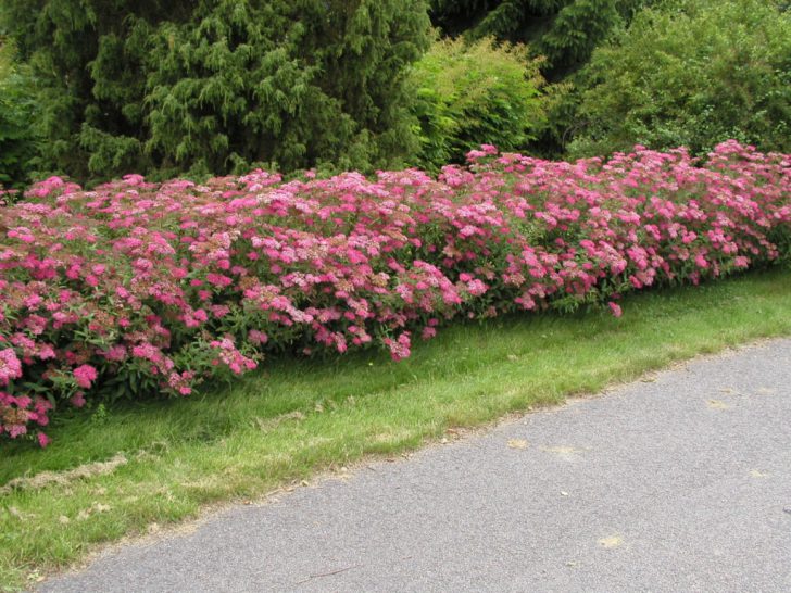 spirea shrub