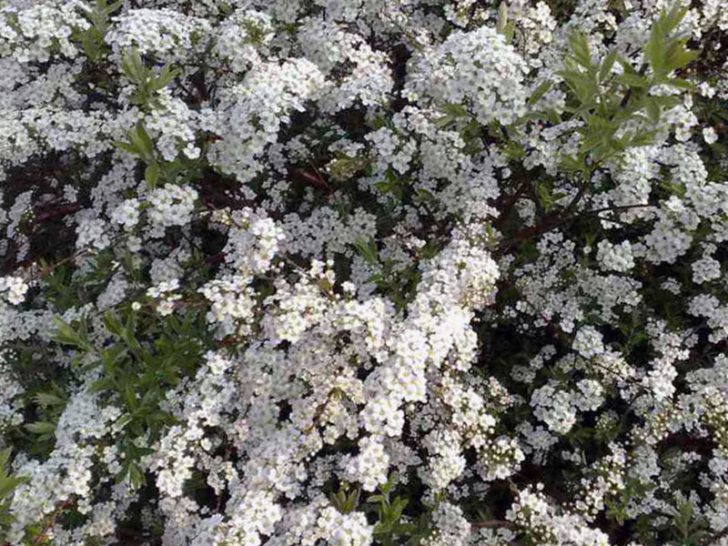 spirea shrub