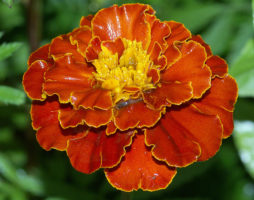 Marigolds sa iyong hardin