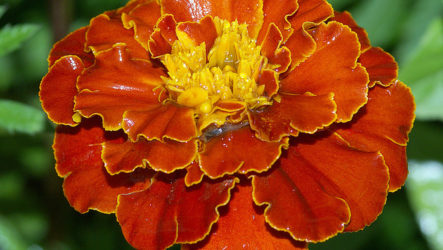 Marigolds sa iyong hardin