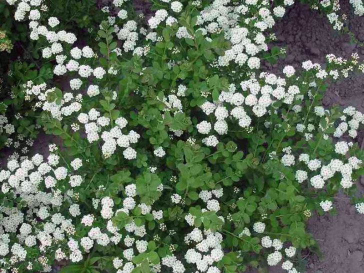 spirea shrub