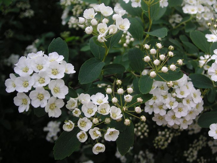 spirea shrub