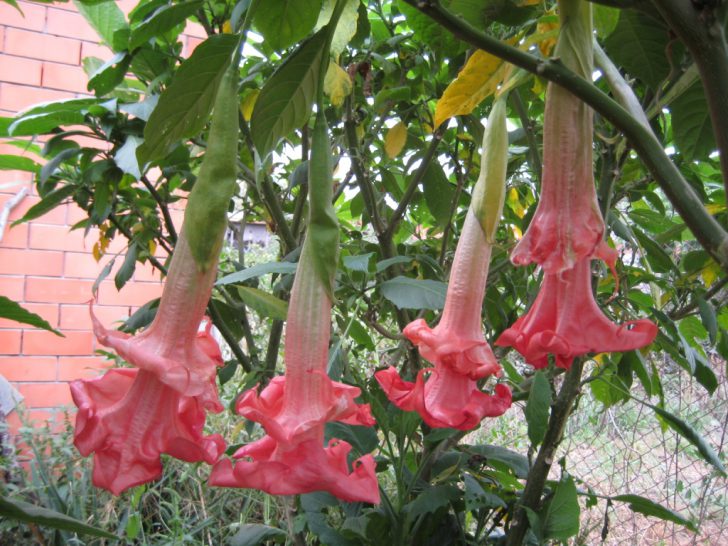 bulaklak sa bansa