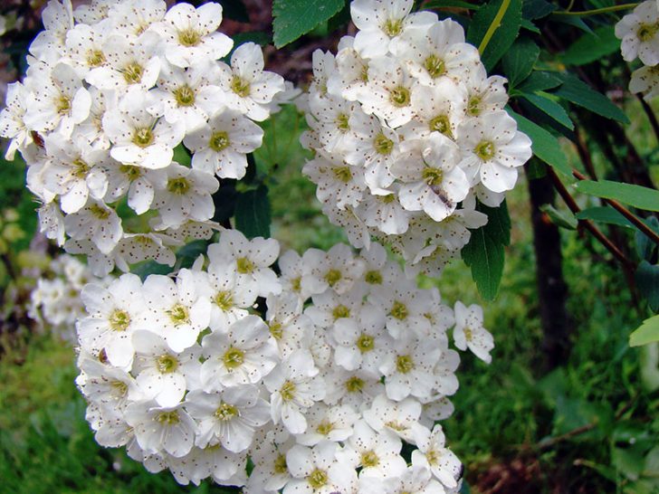 spirea shrub