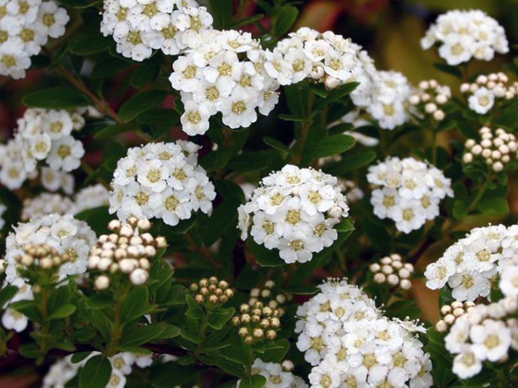 spirea shrub