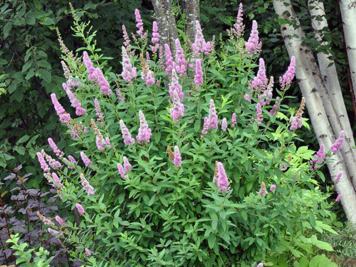 spirea shrub