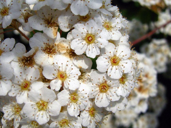 spirea shrub