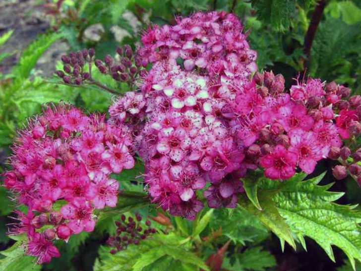 spirea shrub