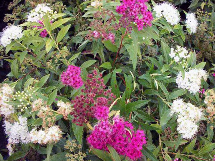 spirea shrub