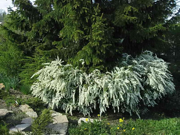 spirea shrub