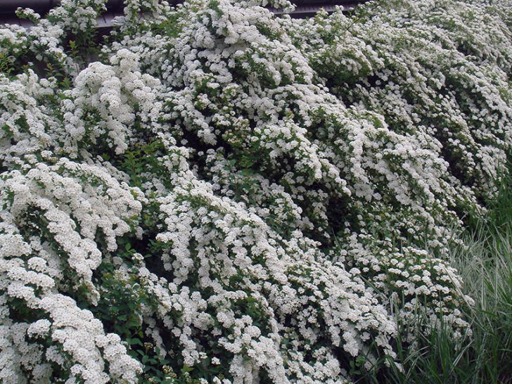 spirea shrub