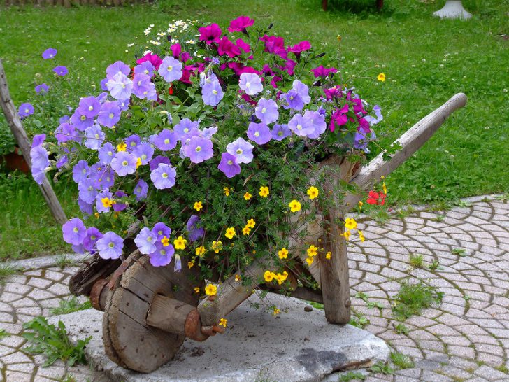 beau mini parterre de fleurs