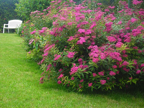 Japanese spirea