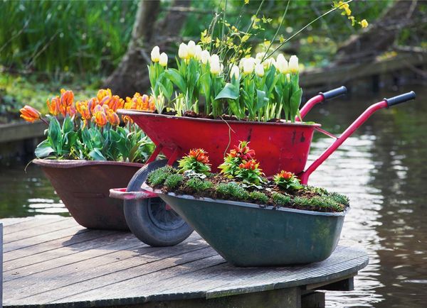 beau mini parterre de fleurs