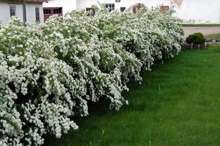 Japanese spirea