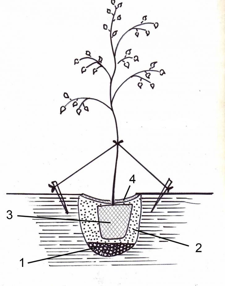 Japanese spirea